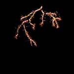 Blossom LED Chandelier