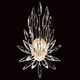 Lily Buds Wall Light